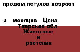 продам петухов возраст 4 и 5 месяцев › Цена ­ 500 - Тверская обл. Животные и растения » Птицы   . Тверская обл.